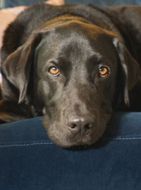 voir serie Dans la peau de nos animaux saison 1
