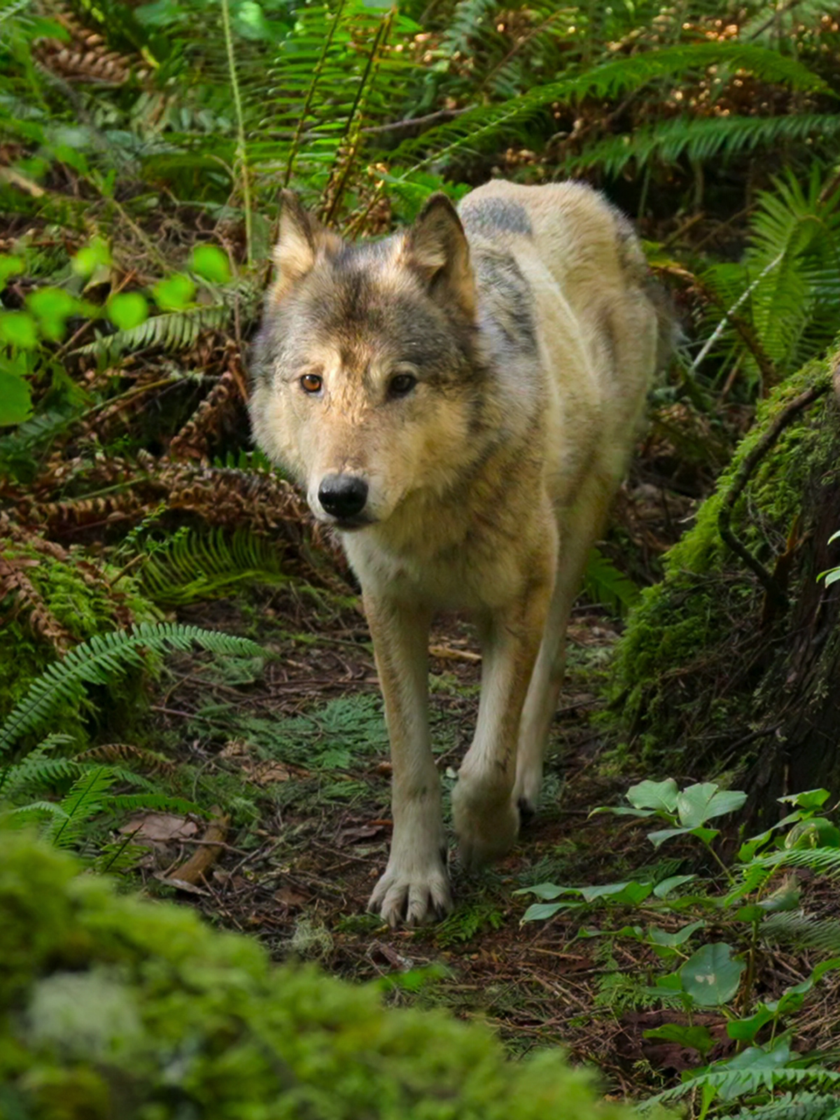 voir serie Bienvenue sur l'île des loups saison 1