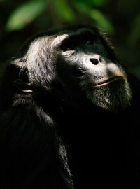 voir serie L'Empire des chimpanzés saison 1