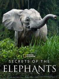 voir serie Les Secrets des éléphants saison 1